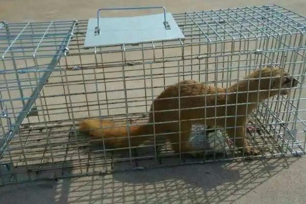 养鸡怎么防黄鼠狼，可放置捕鼠工具和报警器