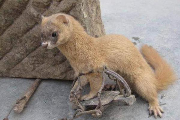 养鸡怎么防黄鼠狼，可放置捕鼠工具和报警器