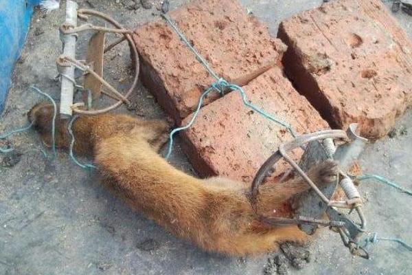 养鸡怎么防黄鼠狼，可放置捕鼠工具和报警器