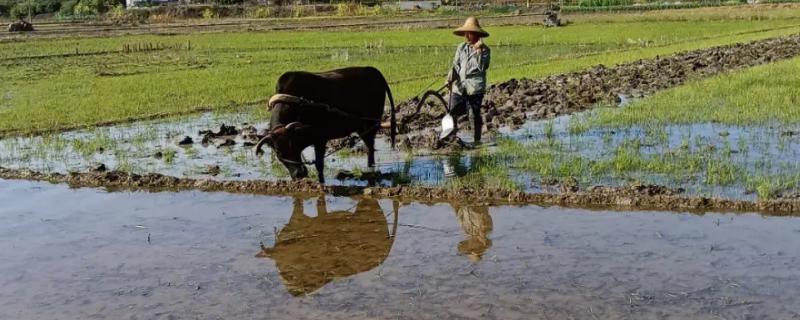 春耕备耕存在的问题