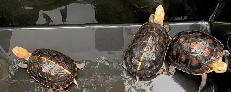 台缘龟和安缘龟有区别吗