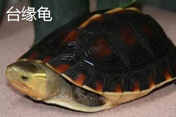 台缘龟和安缘龟有区别吗,背甲颜色不同