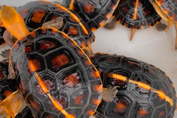 台缘龟和安缘龟有区别吗,背甲颜色不同