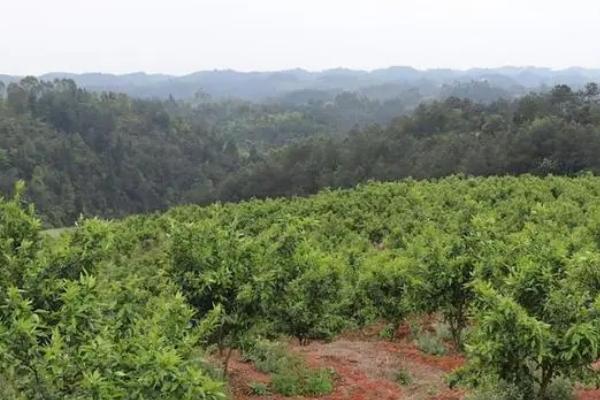 柑橘的种植方法，干旱天气要及时浇水
