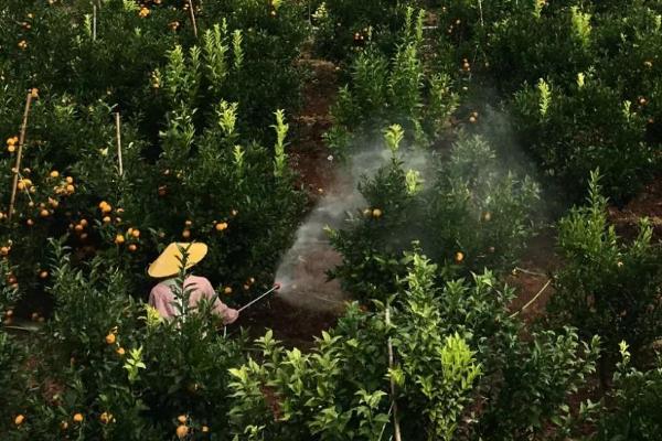 柑橘的种植方法，干旱天气要及时浇水