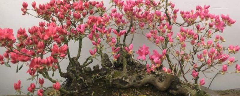 映山红冬天如何养护