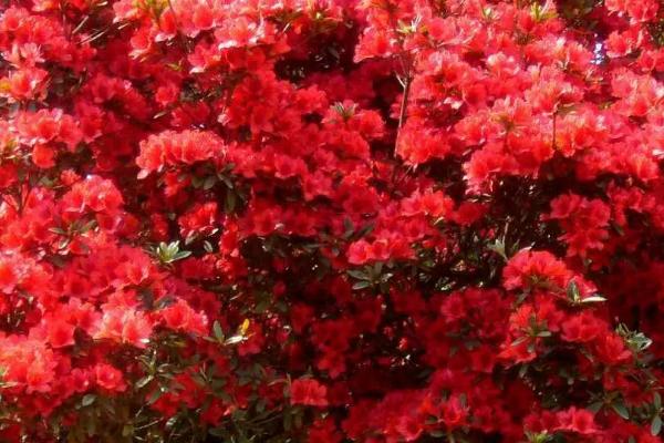 映山红冬天如何养护，可以使用裹草套袋的方法越冬