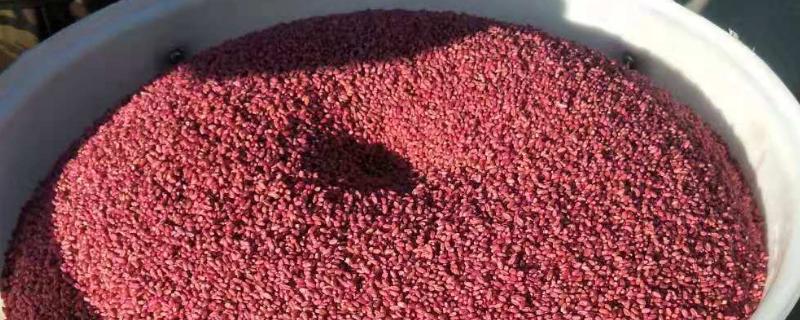 小麦种子播种前应该怎么处理