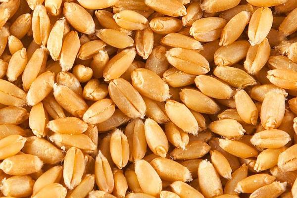 小麦种子播种前应该怎么处理，要做好种子包衣、药剂拌种