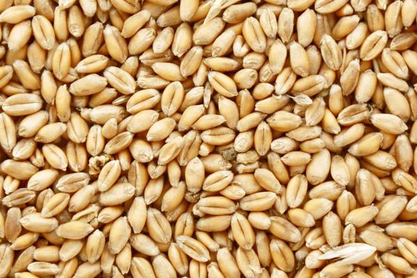 小麦种子播种前应该怎么处理，要做好种子包衣、药剂拌种