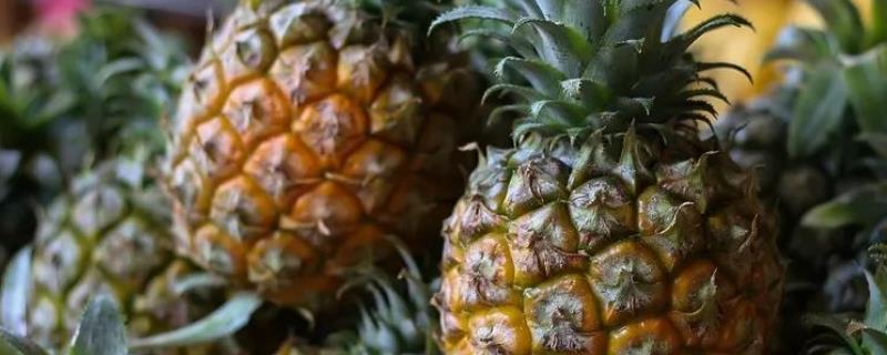 菠萝什么时候成熟