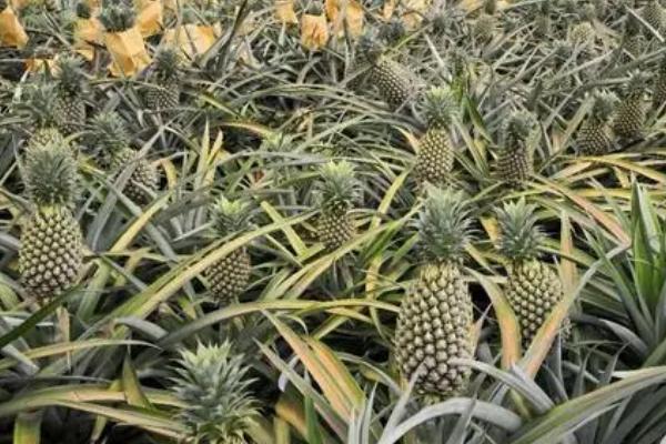 菠萝什么时候成熟，一年四季都有成熟期