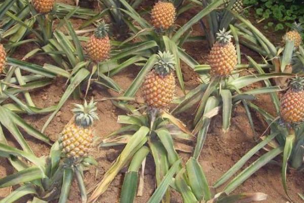 菠萝什么时候成熟，一年四季都有成熟期