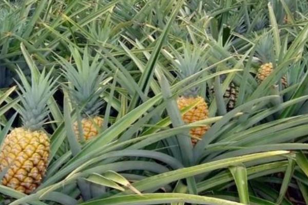 菠萝什么时候成熟，一年四季都有成熟期