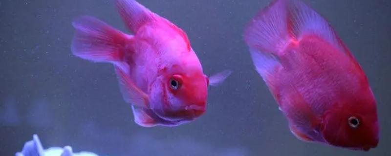 鹦鹉鱼被咬伤能恢复吗