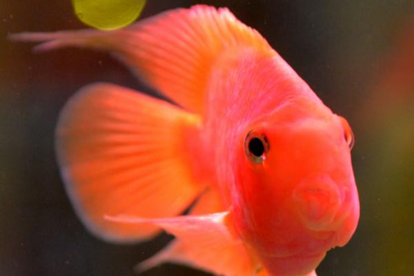 鹦鹉鱼被咬伤能恢复吗，体表受伤可以恢复