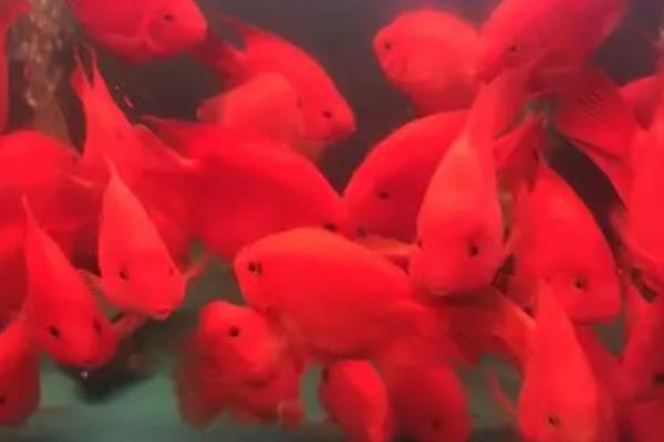 鹦鹉鱼被咬伤能恢复吗，体表受伤可以恢复