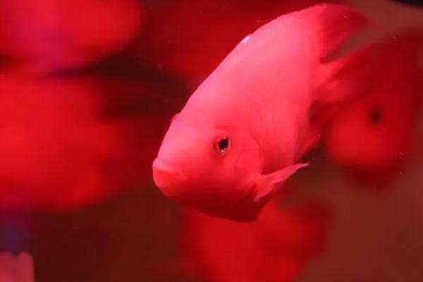 鹦鹉鱼被咬伤能恢复吗，体表受伤可以恢复