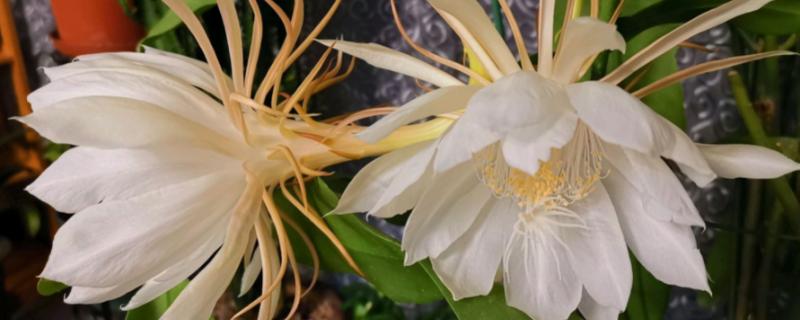 昙花与令箭荷花的区别