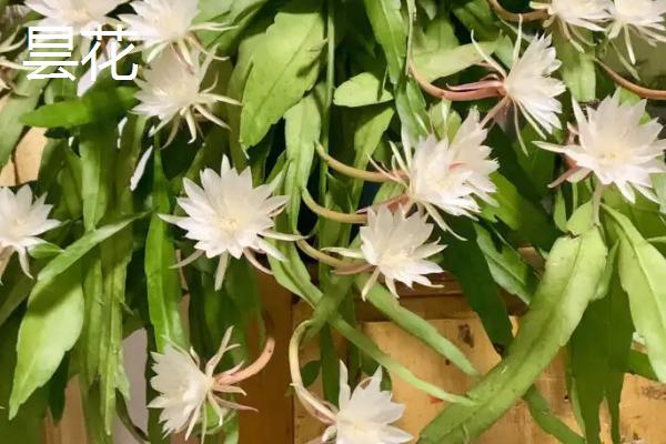 昙花与令箭荷花的区别，最明显的就是开花时间