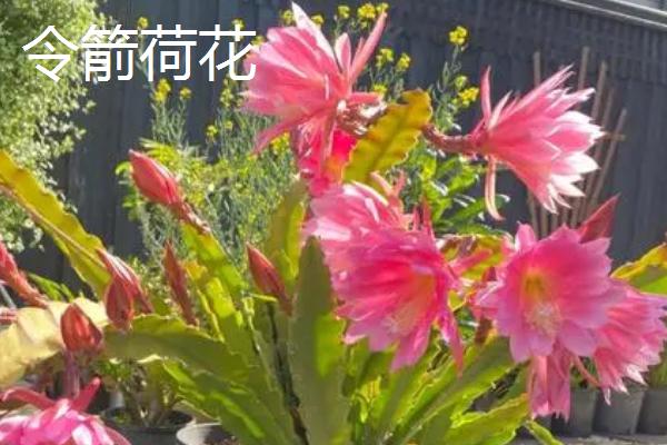 昙花与令箭荷花的区别，最明显的就是开花时间