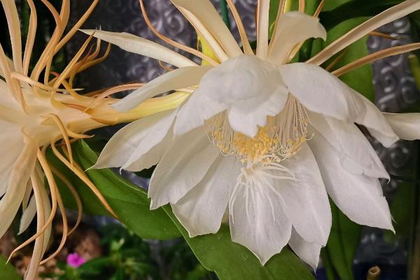 昙花与令箭荷花的区别，最明显的就是开花时间