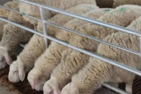 羊料添加小苏打有什么作用，可以提高羊对于饲料的消化能力