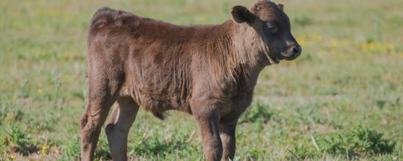 一头小牛重多少千克