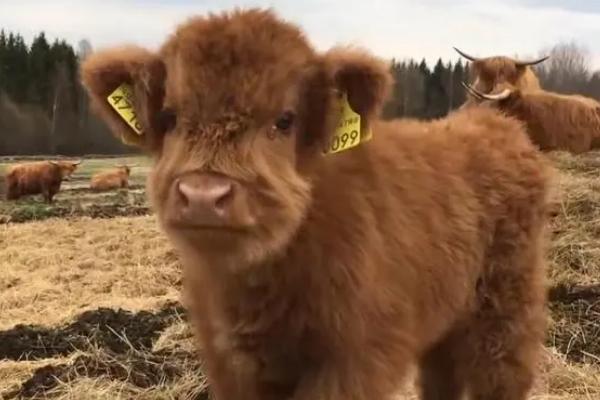 一头小牛重多少千克，不同品种的牛的体重不同