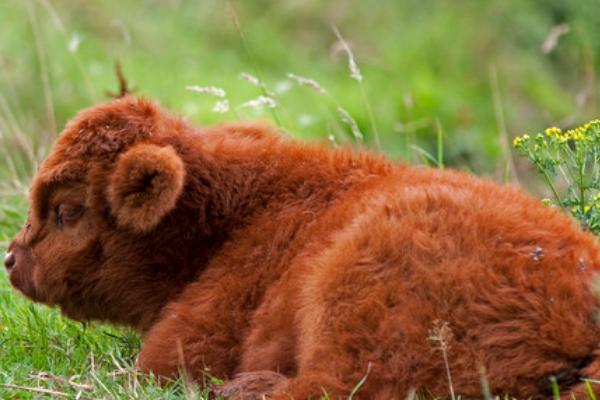 一头小牛重多少千克，不同品种的牛的体重不同