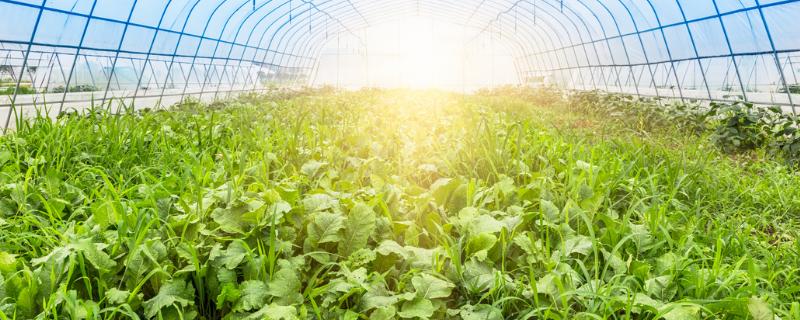 冬季蔬菜大棚补光方式