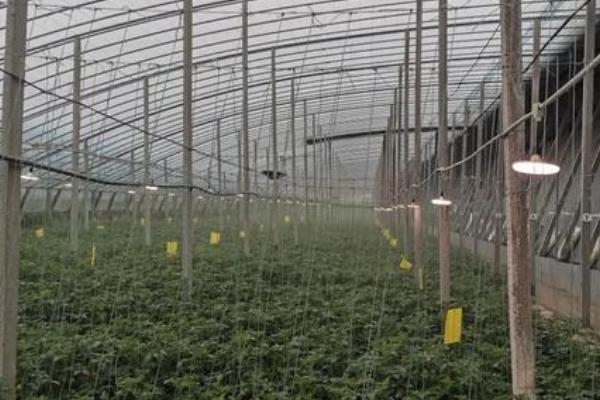 冬季蔬菜大棚补光方式，要及时对蔬菜整枝、打杈等