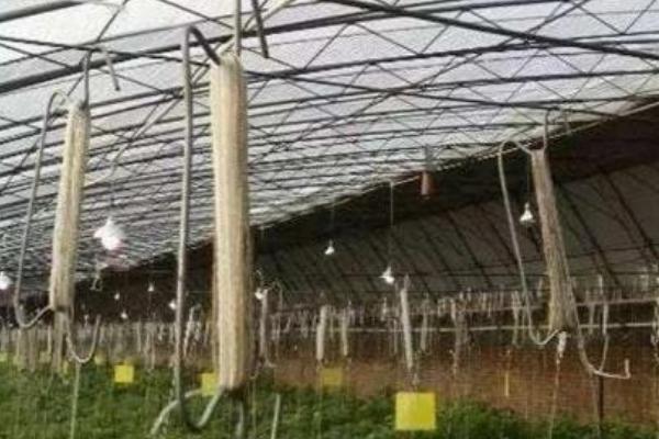 冬季蔬菜大棚补光方式，要及时对蔬菜整枝、打杈等