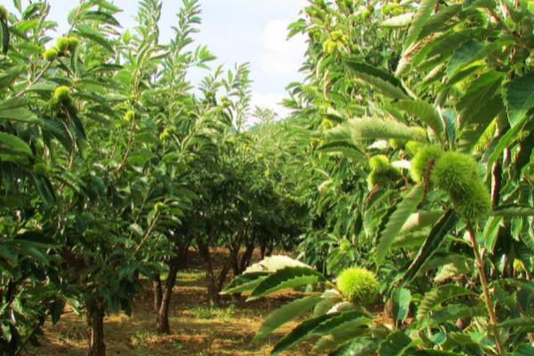 板栗的种植季节,可选择在春秋两季种植