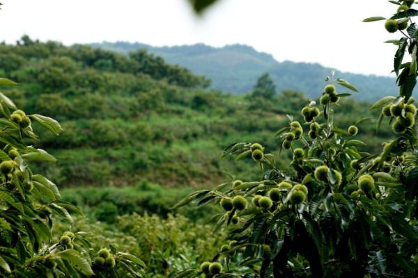 板栗的种植季节,可选择在春秋两季种植
