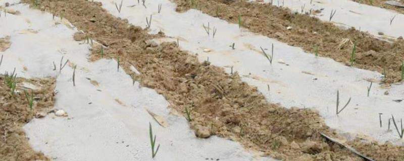 地膜覆盖大蒜怎么破膜