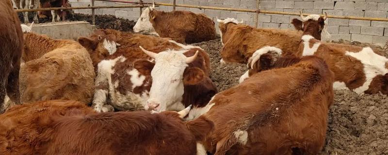 牛一天能长多少斤