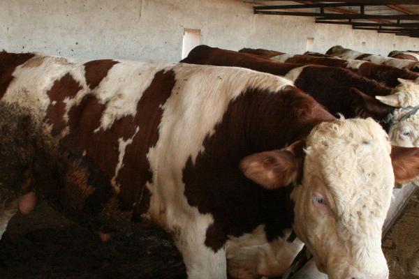 牛一天能长多少斤，一天长2-3斤是在正常的范围内