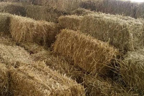 牛一天能长多少斤，一天长2-3斤是在正常的范围内