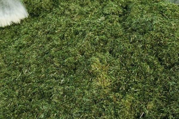 牛一天能长多少斤，一天长2-3斤是在正常的范围内