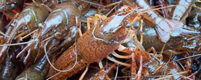 养小龙虾的怎么挖池塘