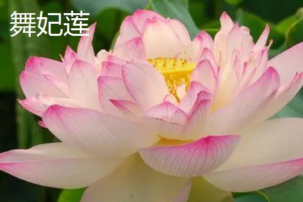 荷花的品种，这6种的株型和花色不一