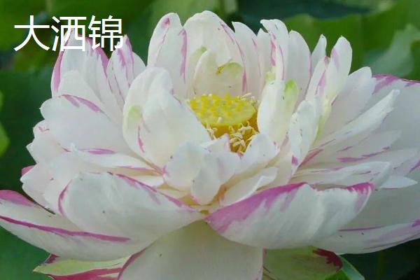 荷花的品种，这6种的株型和花色不一