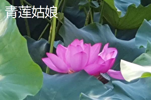 荷花的品种，这6种的株型和花色不一