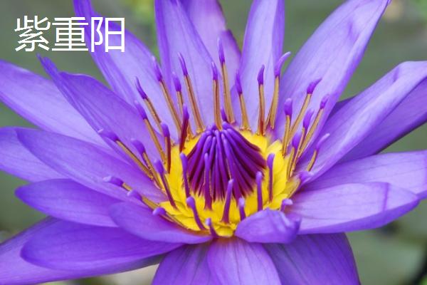 荷花的品种，这6种的株型和花色不一