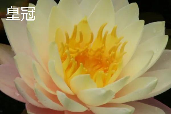 荷花的品种，这6种的株型和花色不一