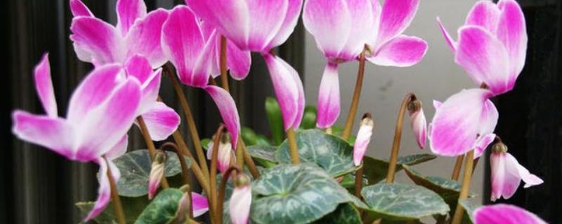 萝卜海棠的养殖方法