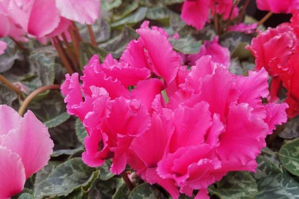 萝卜海棠的养殖方法，一般采用播种繁殖方式