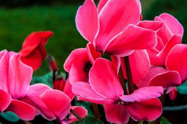 萝卜海棠的养殖方法，一般采用播种繁殖方式