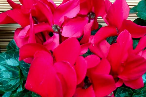 萝卜海棠的养殖方法，一般采用播种繁殖方式